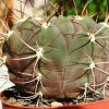 Gymnocalycium _pflanzii